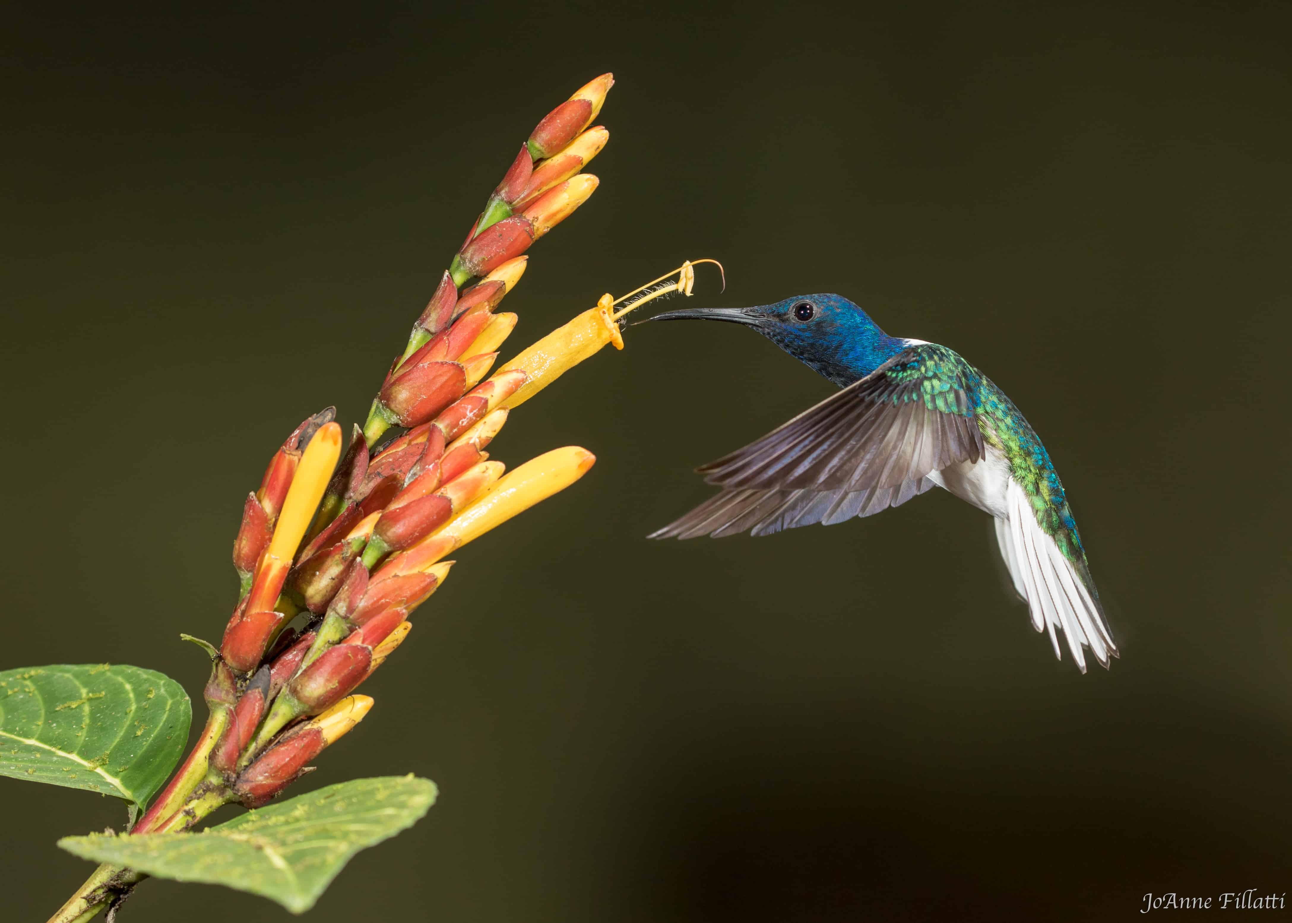 A white necked jocabin feeding from a flower